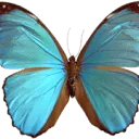 Logo Envirom Green