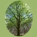 Logo van Natuurcoach De Wijze Beuk