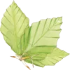 Logo van Tanja Hilgers 🍃 uitgeverij