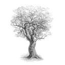 Logo van Bosqui AND Rous Consultancy bv