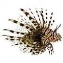 Logo van Pterois Interim AND Consultancy