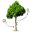 Logo van ForestFoundation