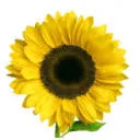 Logo van Uitgeverij Blooming