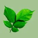 Logo van Groen; Zeker Doen!