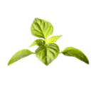 Logo van Seed2Feed