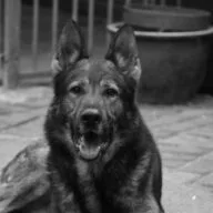 Logo van ronin dog training