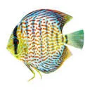Logo van AquariumVerhuur