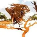 Logo Nature Restoration Company