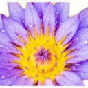 Logo van Meer Innerlijke Vrijheid - Saskia Willockx