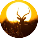 Logo van Sundowner Photo Tours