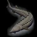 Logo van DSC De Steurhoeve Caviar